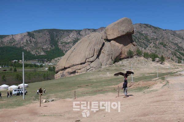 몽골에서 만난 검독수리.