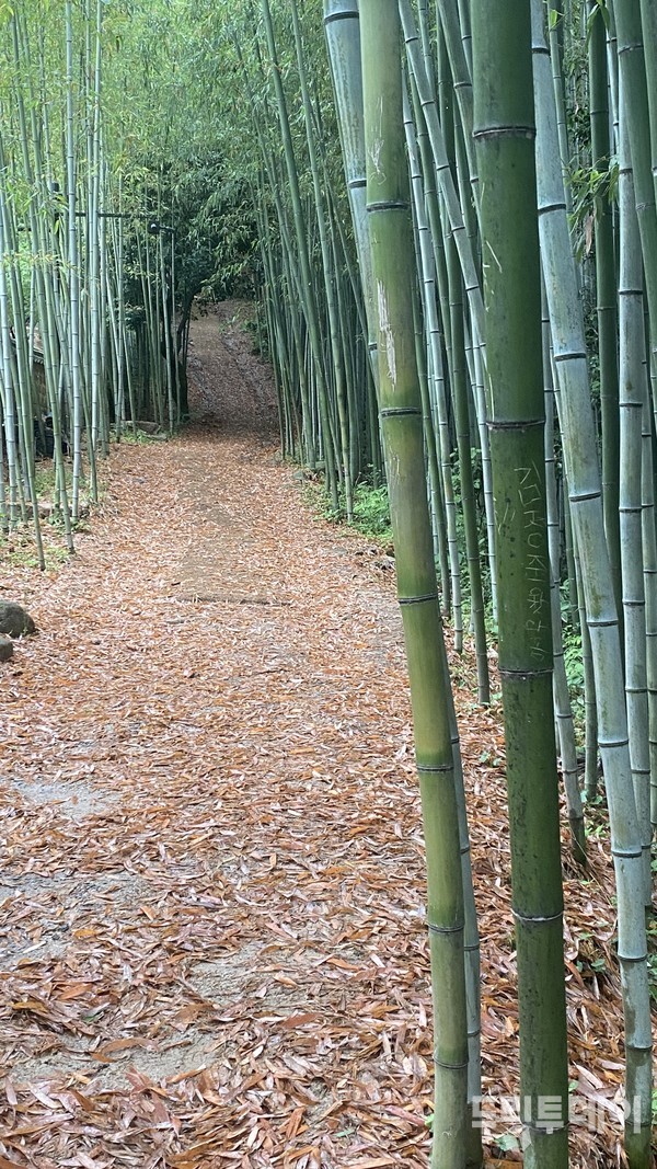 왕대나무 숲이란 뜻의 운당원 길.