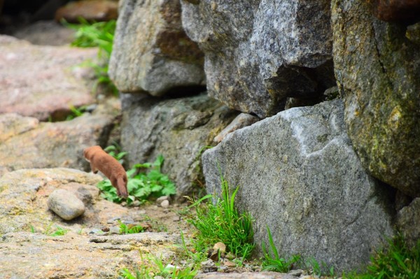 지리산국립공원에서 포착된 무산쇠족제비(2017. 7. 1. 지리산국립공원). 국립공원공단 제공.