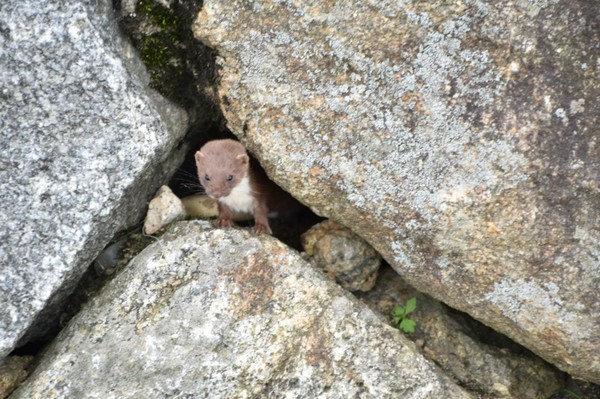 지리산국립공원에서 포착된 무산쇠족제비(2017. 7. 1. 지리산국립공원). 국립공원공단 제공.