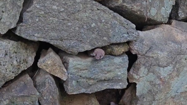 돌 틈 사이에서 얼굴을 내민 무산쇠족제비(2025. 6. 26. 지리산국립공원). 국립공원공단 제공.