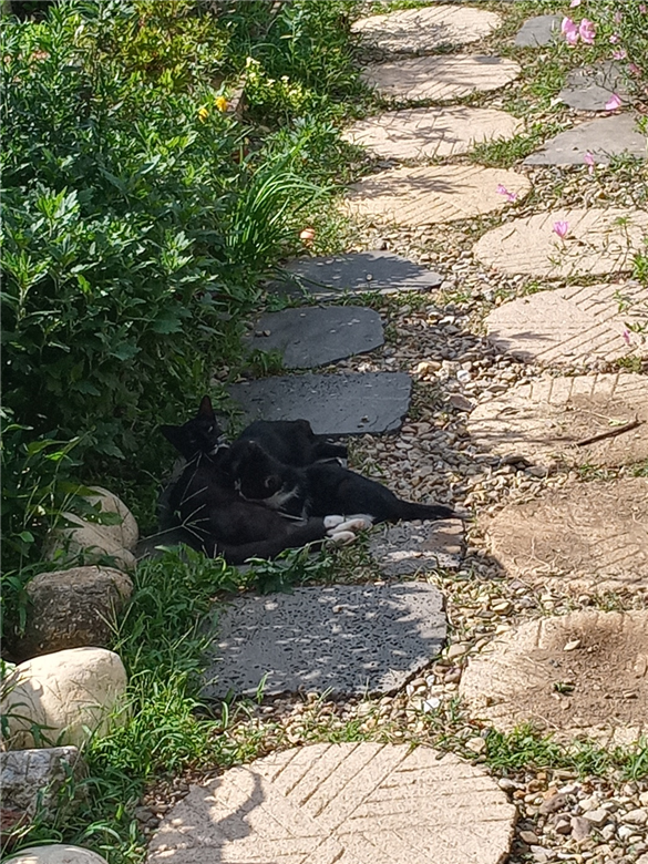 병원 가기 전 까망이와 새끼들의 모습.