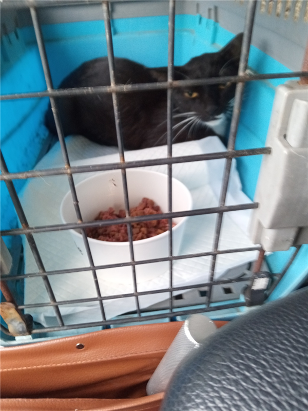 수술 후 데려오던 날, 경계심 가득한 눈으로 쳐다보던 조수석 케이지 안의 까망이.