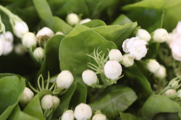 재스민꽃: 사진과 같이 꽃망울이 터지기 전에 홍청녹차와 같이 섞어 재워두는 것을 음제(窨製)라고 한다. 냄새와 습기를 빨아들이는 차의 특 성을 이용해서 만든 차가 말리화차(茉莉花茶)이고, 우리에게는 재스민차라는 이름이 더 친숙하다. 