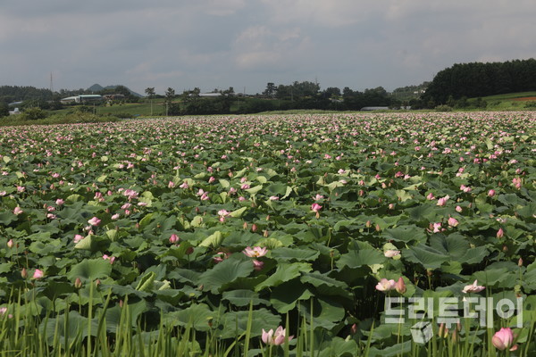 영암군 도포면 수산리 조감저수지 정경.