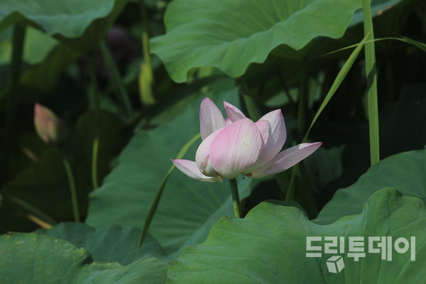 불쑥 얼굴을 내밀다 서서히 사위어가는 연꽃.