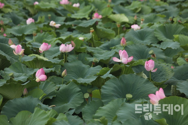 피울과 피움과 피고짐과 미래를 담은 연밥이 있는 풍경.