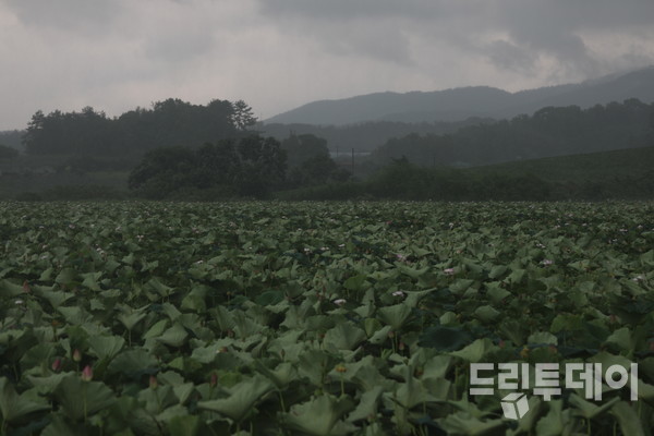 호우와 강풍속에서도 15일간의 연꽃향연은 이어진다.