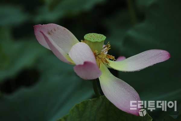 연밥을 위해 꽃받침을 버리는 중.