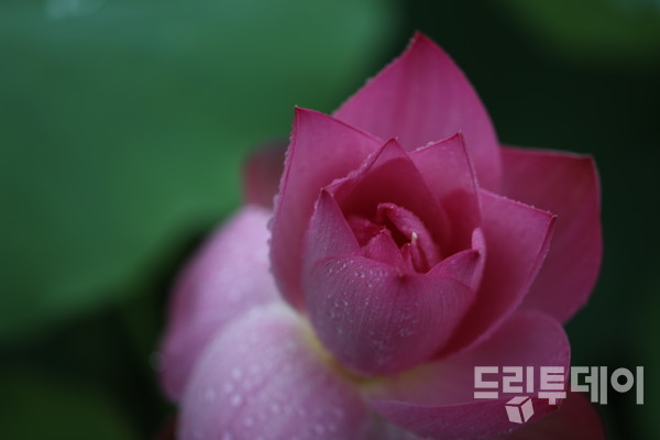 상대포호수공원의 홍련.