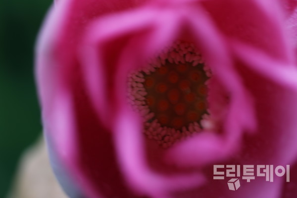 씨앗을 품은 홍련의 내부.