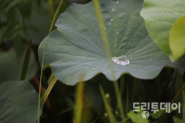연잎이 물을 보내기 직전.