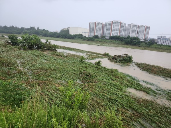 장록습지에 자리한 버드나무