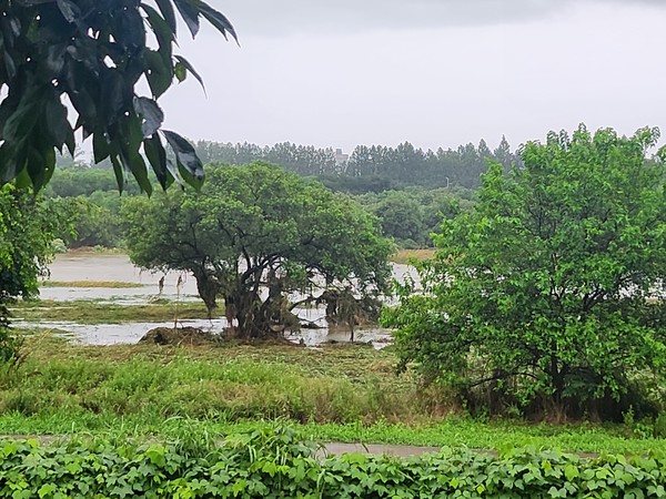 장록습지 내 자라난 버드나무.