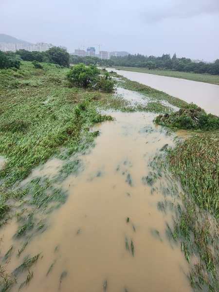 많은 비로 물이 불어난 장록습지에 자라난 버드나무.