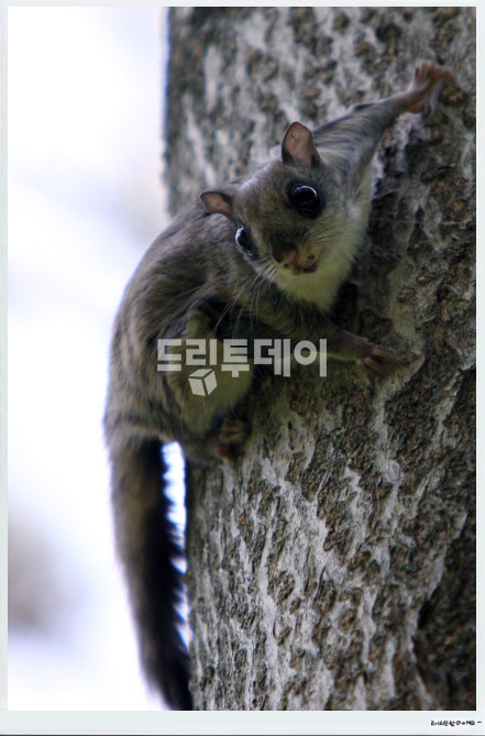 하늘다람쥐.
