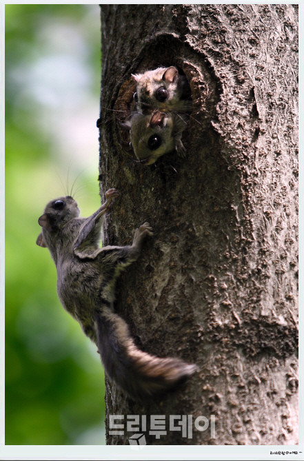 하늘다람쥐.