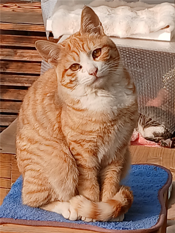 겨울 햇살을 즐기는 치즈.