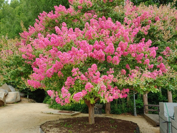 붉은 꽃을 가득 달고 있는 배롱나무.