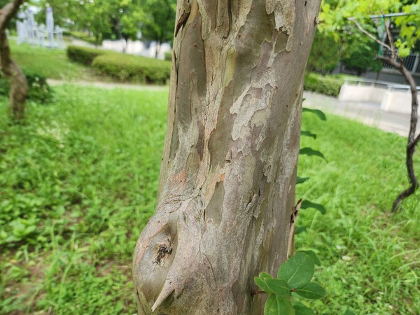 배롱나무 줄기.