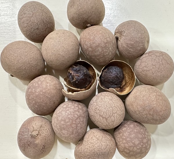 계원(桂圓)과 그 과육: 용안과(龍眼果) 말린 것을 계원이라고 한다. 반투명 형태의 용안과는 당도가 높고 비타민과 단백질 함량이 높아 태아와 임부에게 좋다고 한다. 계원의 향은 군고구마와 비슷하다.