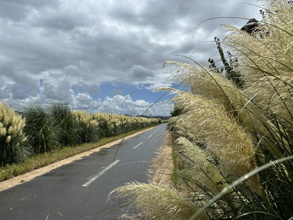 함평천 팜파스 꽃길.