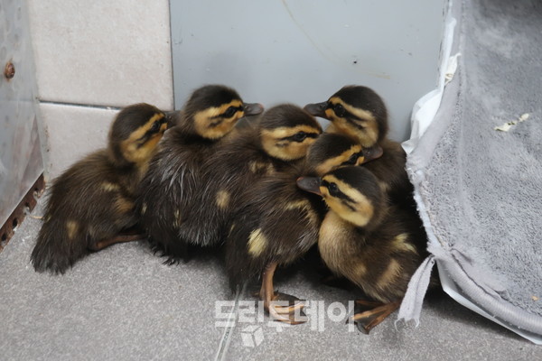 흰뺨검둥오리 새끼들.