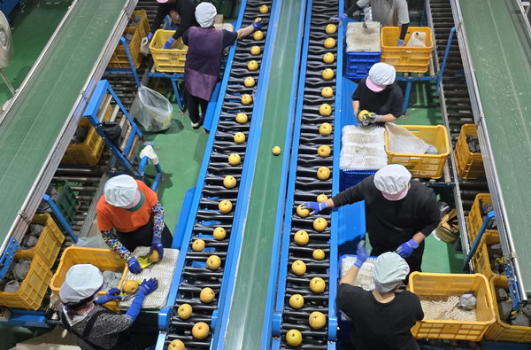 나주배 미국 수출 선과작업. 전남도 제공