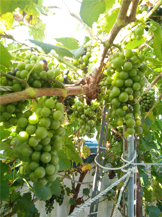 탐스럽게 열린 머루포도송이들.