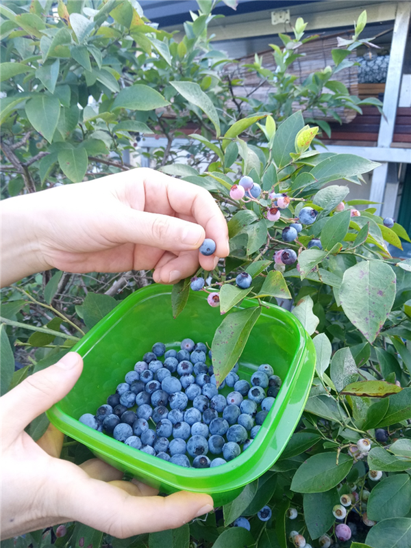 블루베리를 수확하고 있는 곰순이.