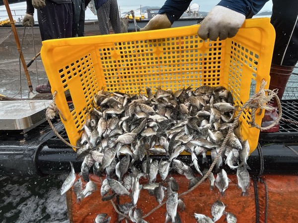 고흥군이 감성돔·조피볼락 긴급 방류 하고 있다. 