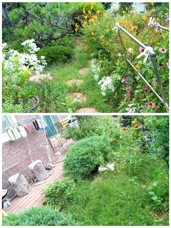 토방 앞과 T자 화단 앞 풀들.