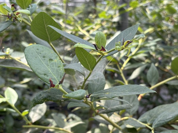 이상저온으로 착과 불량 블루베리. 전남도 제공