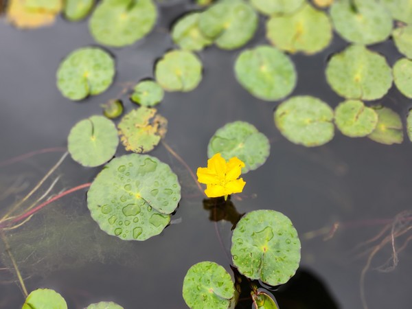 활짝 핀 노랑어리연.