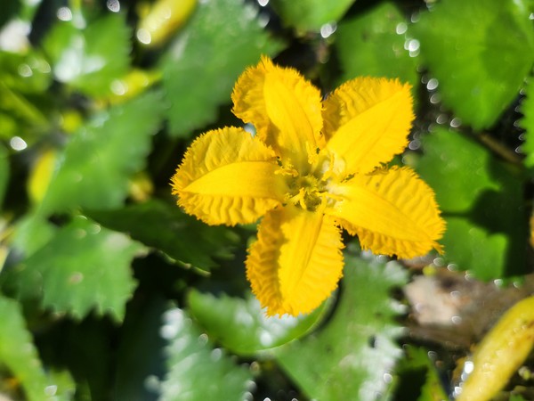 노랑어리연이 활짝 핀 모습.