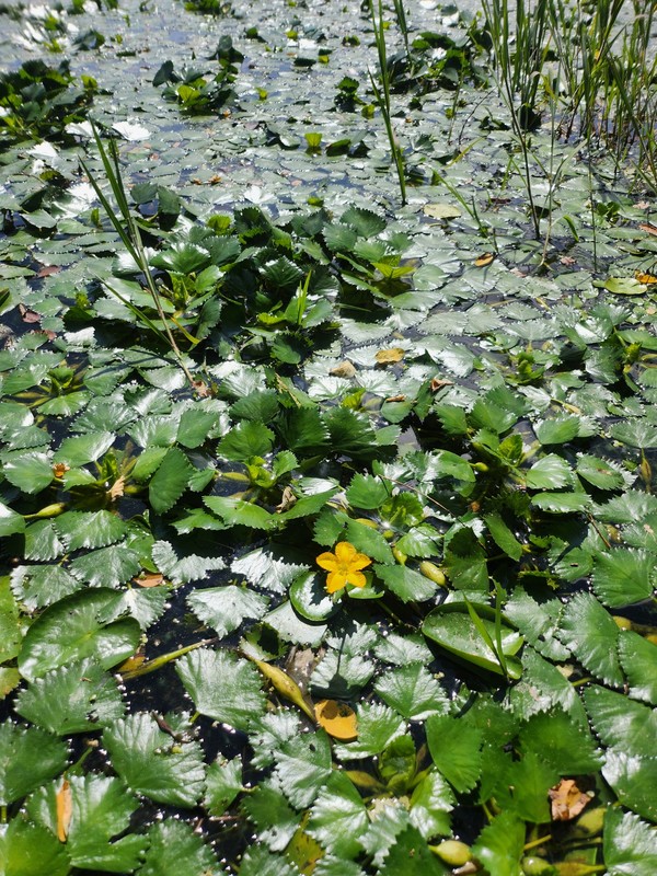 둥근 잎 사이 노랑어리연.