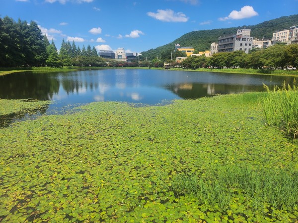 노랑어리연이 둥근 잎 사이 펼쳐져 있다.