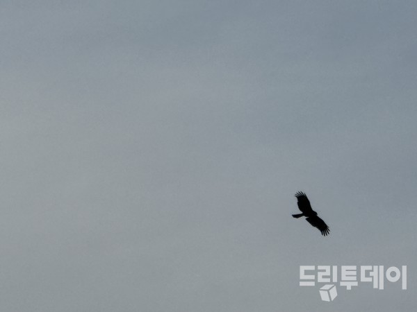 머리위로 맴돌던 새.