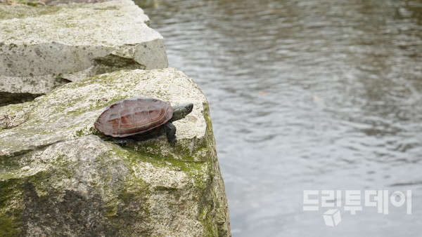 영암 도갑사 옥룡교 밑에 방생된 남생이.
