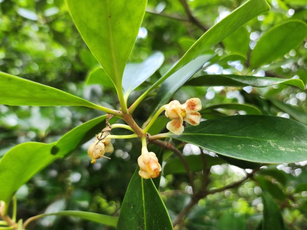 후피향나무 꽃.