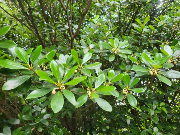 후피향나무 꽃.