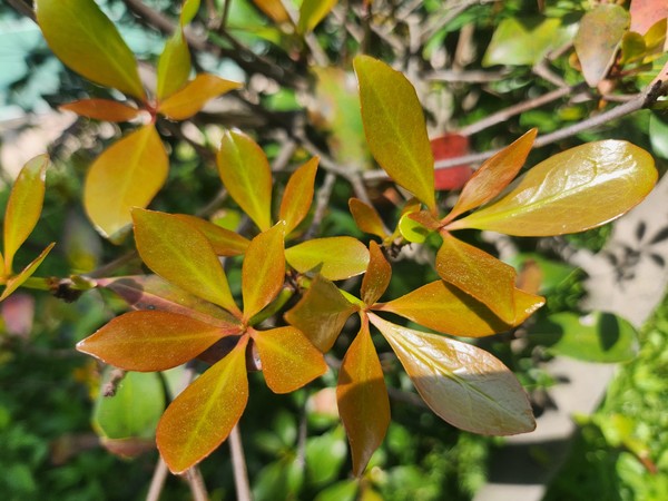 후피향나무 새순.