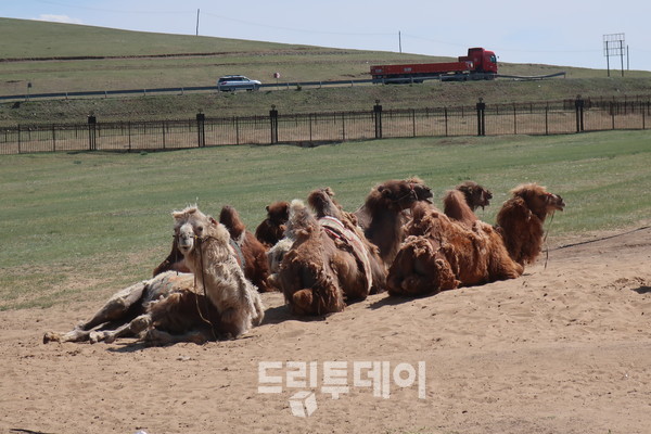 몽골 초원의 쌍봉낙타들.