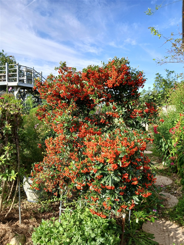 현관 앞 피라칸사스.