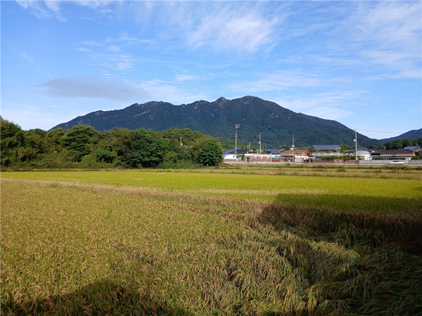 익어가는 가을 들녘.
