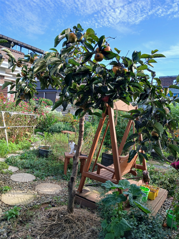 단감나무. 손님이 올 때마다 따 주고 남은 단감들이 보인다.