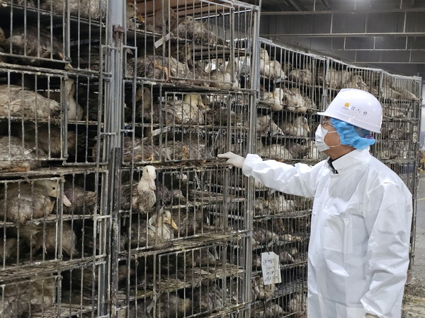 전남 가금류 도축장 생체검사. 전남도 제공