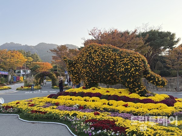 국화가 황소가 되었다.