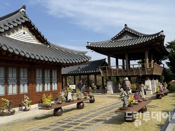 국화분재 전시장 전경.