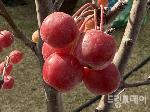 보기만 해도 시큼한 애기사과.